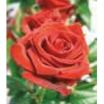 Engelsrose Carmen - Sonstige Bereiche - Hellsehen & Wahrsagen - Tarot & Kartenlegen
