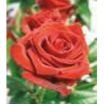 Engelsrose Carmen - Hellsehen & Wahrsagen - Tarot & Kartenlegen - Sonstige Bereiche