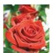 Engelsrose Carmen