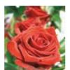 Engelsrose Carmen - Hellsehen & Wahrsagen - Sonstige Bereiche - Tarot & Kartenlegen